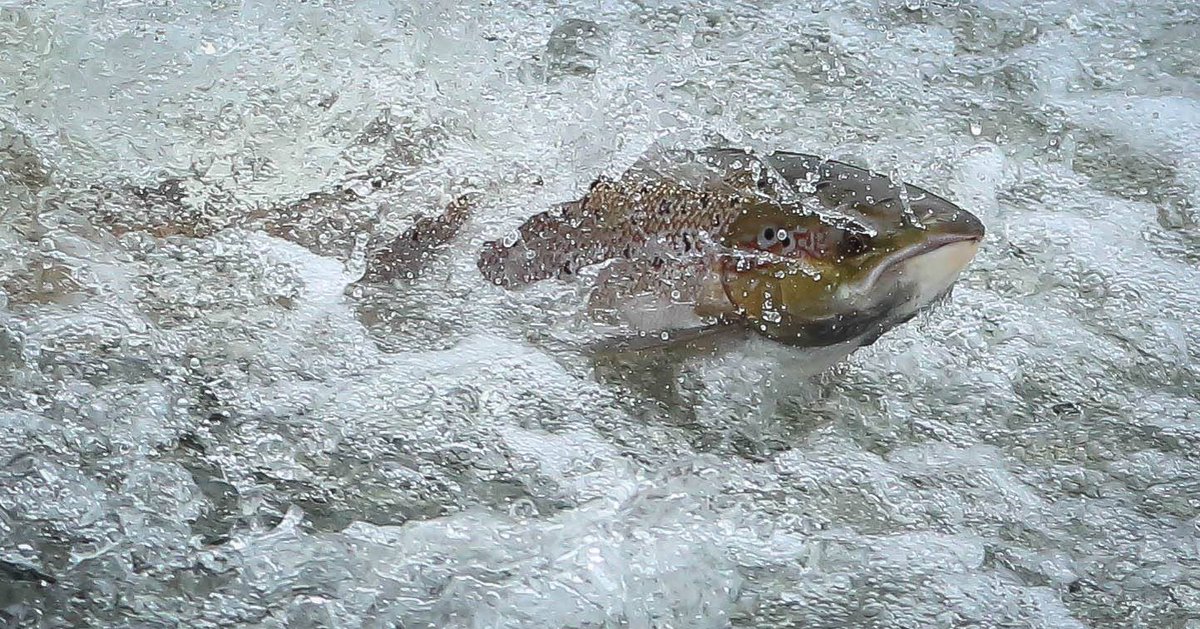 Stunning photos from Ian Humphreys of salmon leaping in the River