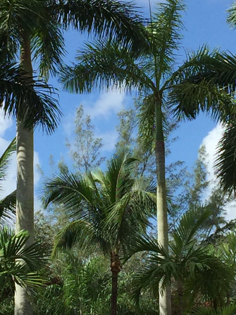 Mymiamivia's tweet photo. Florida https://t.co/jDKkrH52vq