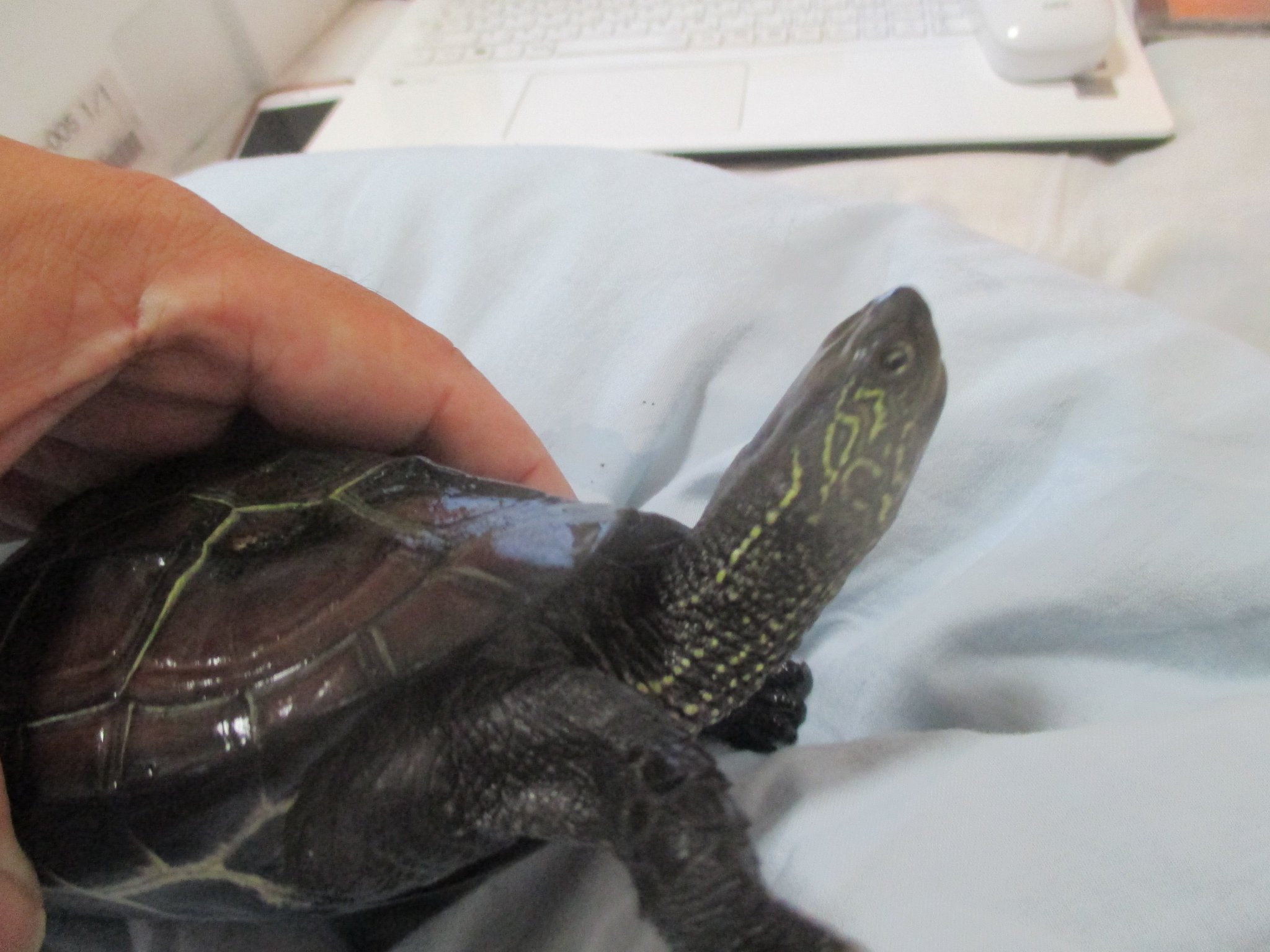 温詩 黒化しないので ２匹雌かとおもってたら ２匹いるクサガメのうち一匹は２才になって雄だと排泄孔の位置を見てわかったケース T Co 0lhlsupdh7