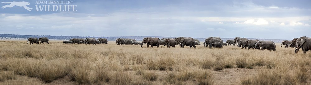 Long may they roam through Africa <a href="/TuskTrust/">TuskTrust</a> <a href="/ste_kenya/">Save the Elephants</a> <a href="/elephantsalive/">Elephants Alive</a> @EIAinvestigator <a href="/ElephantTrust/">Amboseli Trust for Elephants</a>