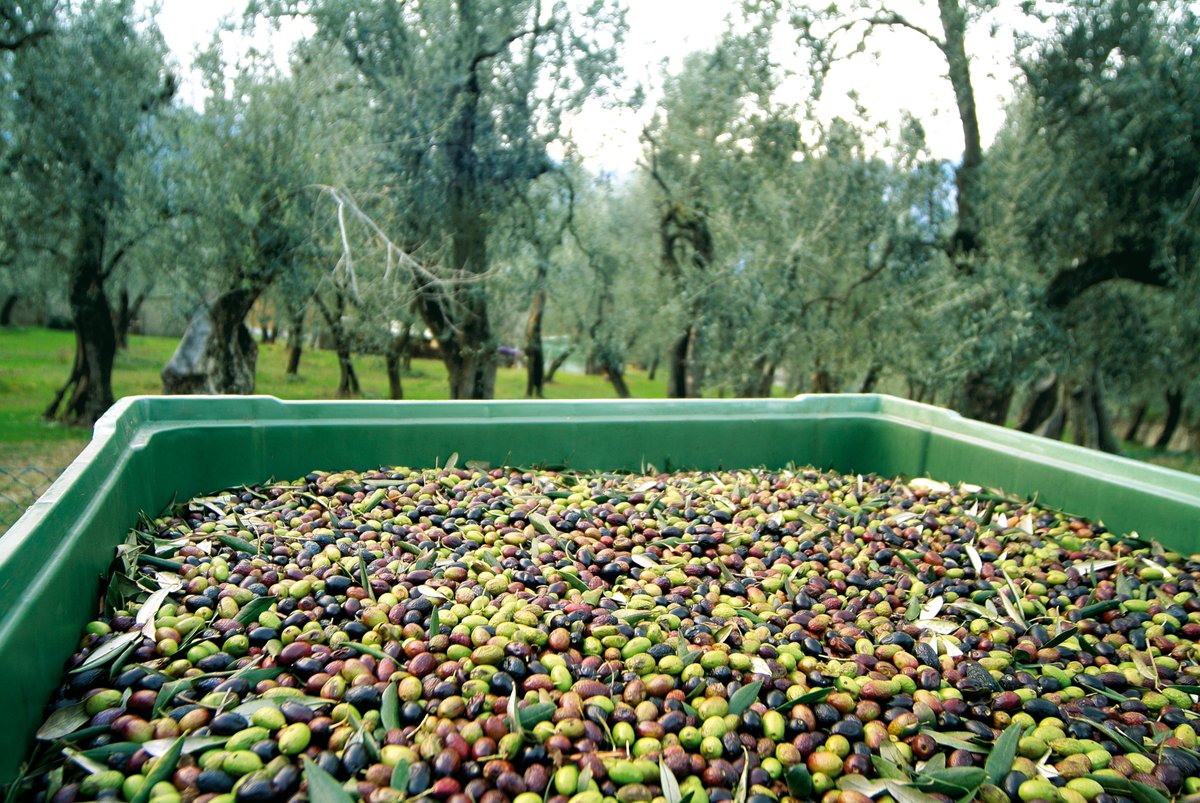 Olio_Turri's tweet photo. ci siamo, domani si inizia! #molitura #olionuovo #campagna2015 #visitailfrantoio  https://t.co/uTyozo0Q04 https://t.co/9RRwEXesEO