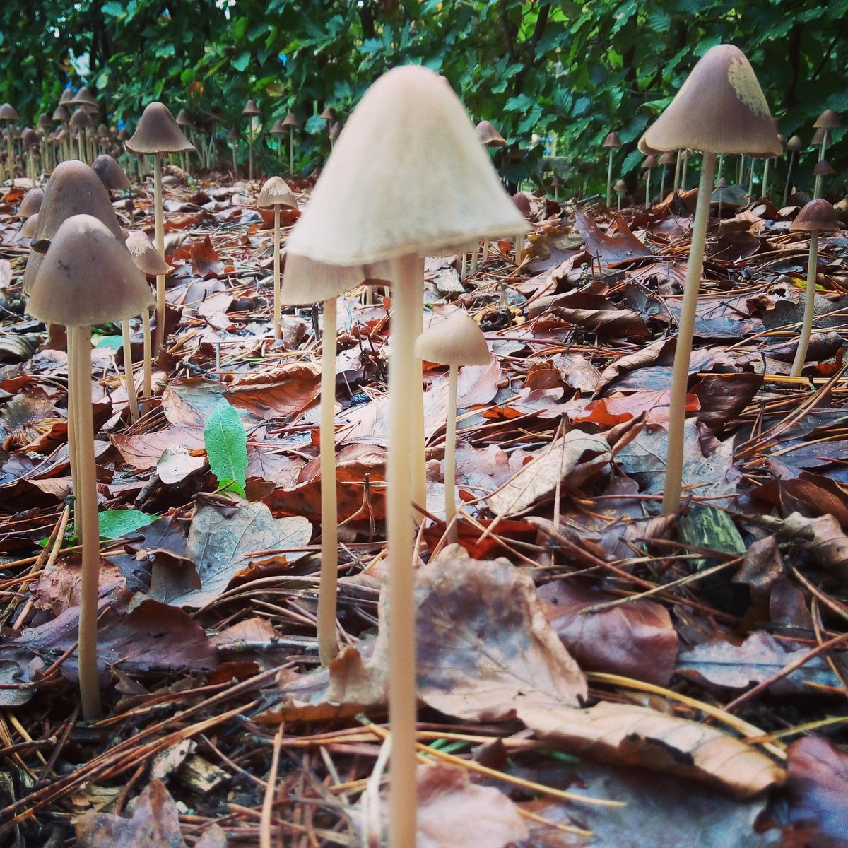 Genieten van de #herfst in #Nunspeet? Deze week nog een bungalow beschikbaar. Bel ons voor een mooie aanbieding!