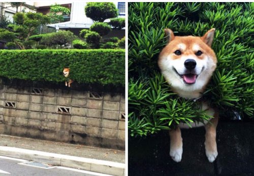 michaelgazin's tweet photo. Is the grass greener? Judging by his face...I think so. Total #satisfaction with his #life choices. #DogRegrets https://t.co/wTILyn4Oat