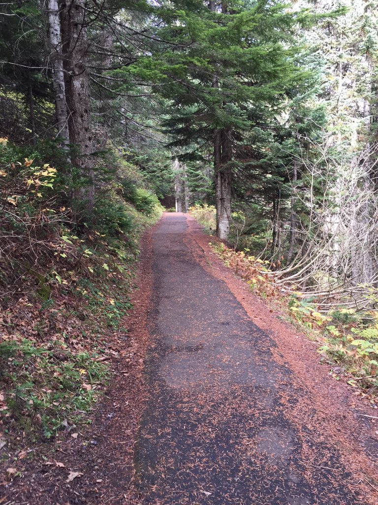 magjo28's tweet photo. Trails and travels.  #larchmountain #Oregon #travel https://t.co/O94Mi2qYeE