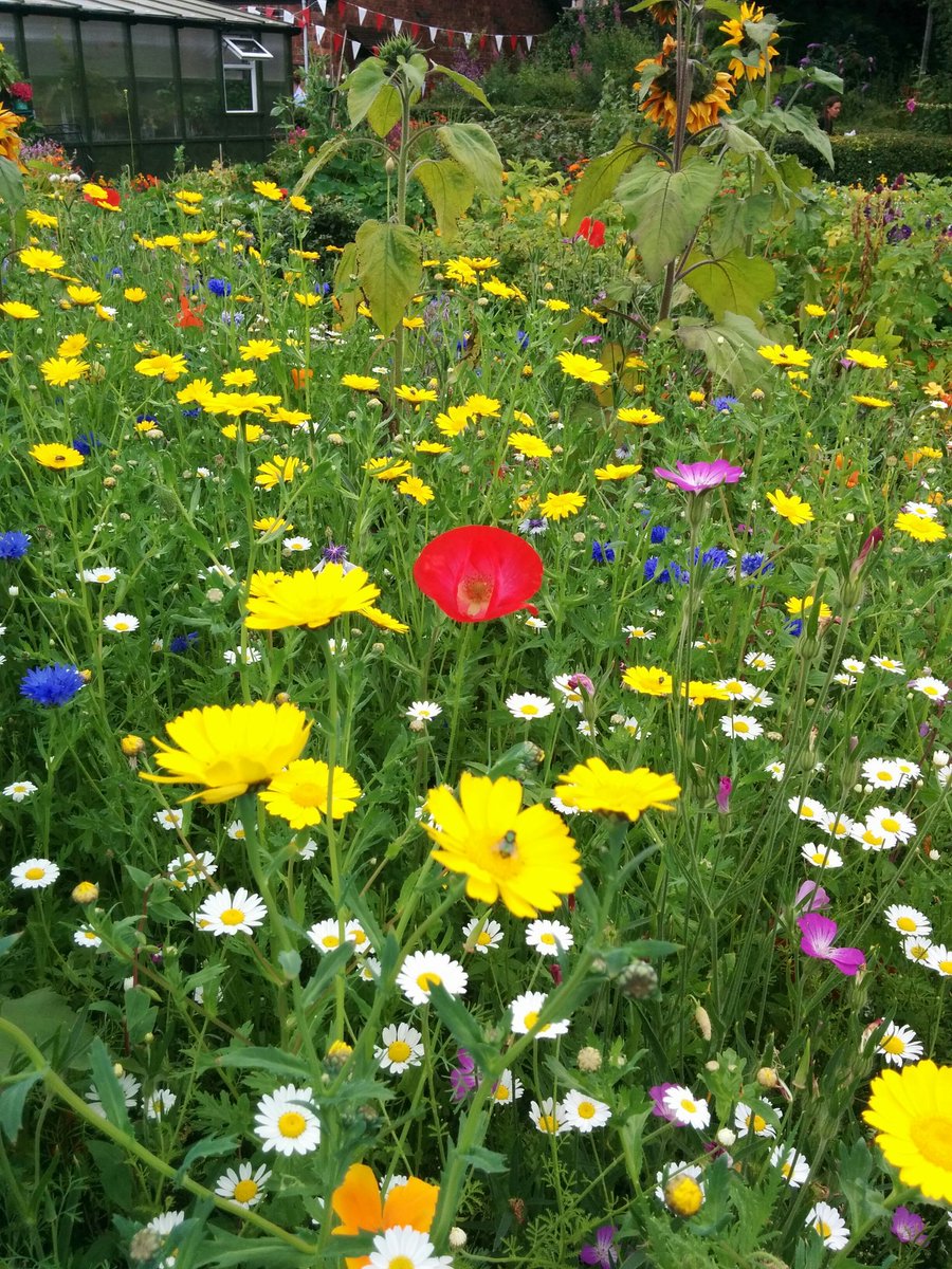 jintybun60's tweet photo. @scottishautism my brother in laws allotment #spectrumofsupport https://t.co/578GYD6JDw