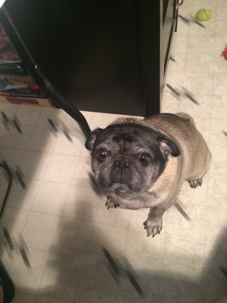 Mothepug1's tweet photo. So happy it's Friday!!! https://t.co/Rtdzbp3GaV