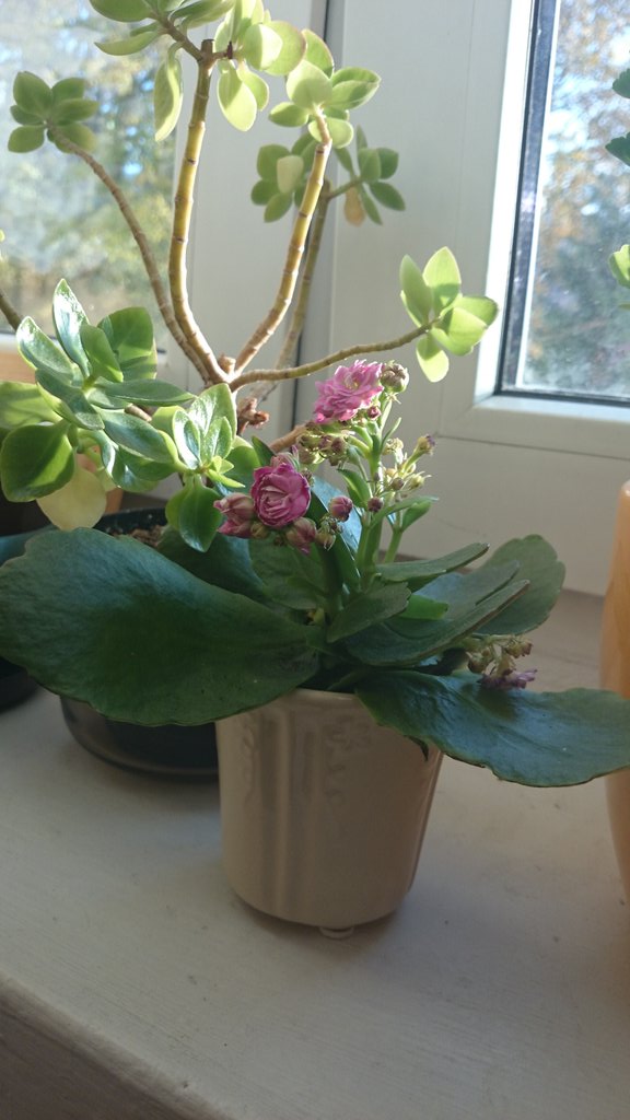 Zakochanawsztuc's tweet photo. #kwiaty #flowers #kalanchoe #parapet #still #windowstill #kwiatydoniczkowe #okno #window #sΕoΕce #sun https://t.co/xkJjRFoban