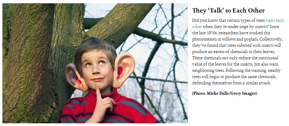 4SeasonsTree925's tweet image. #BrushChipping #TreeRemovals #SanRamonTreeServices