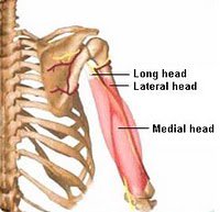 T_3PM_251LAB's tweet photo. If I lost function to the nerve that innervates my triceps brachii, can I still perform supination of the forearm? https://t.co/hNW41kvp4i