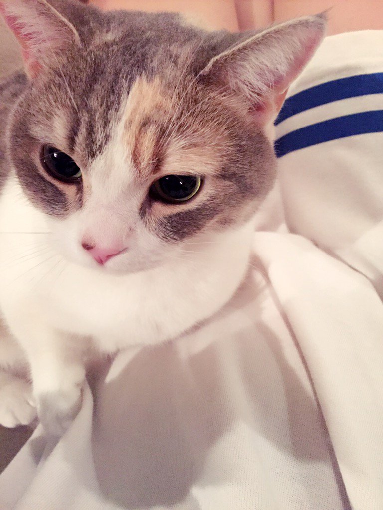 埋め込み画像への固定リンク