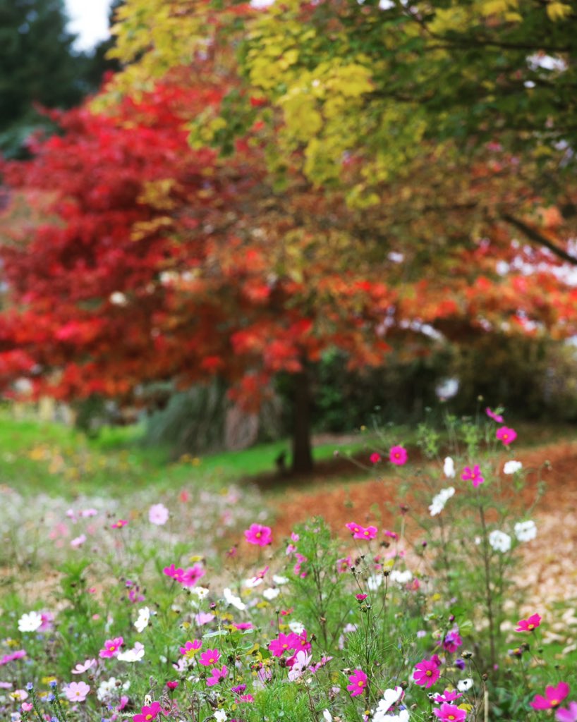 Wildflower meadow and autumn leaves in the Monmouthshire countryside.