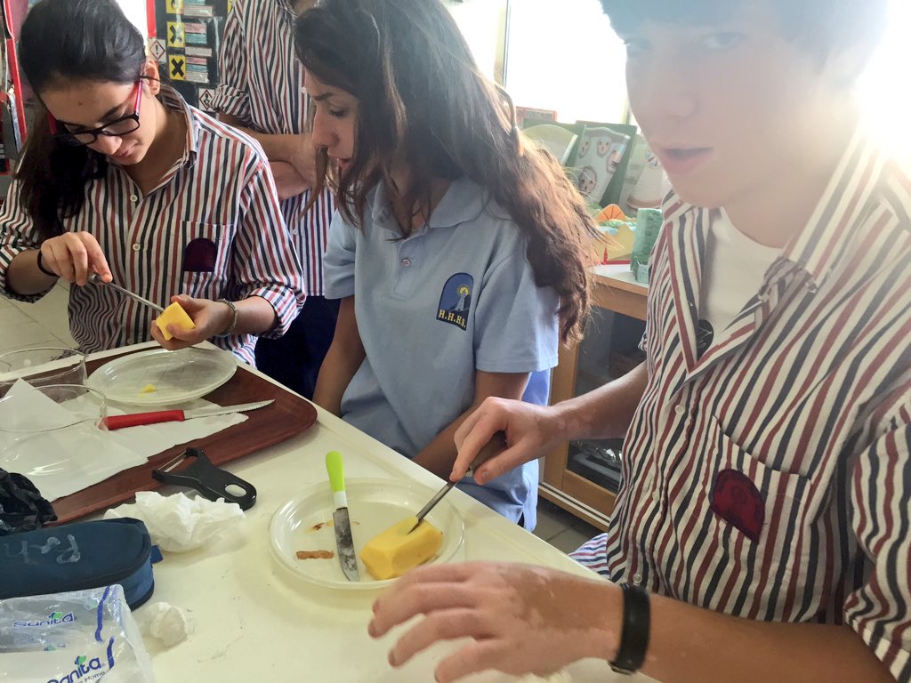 RoweidaB's tweet image. Potatoes acting as models for osmosis #CellModel 🍟 @Hhhsinfo