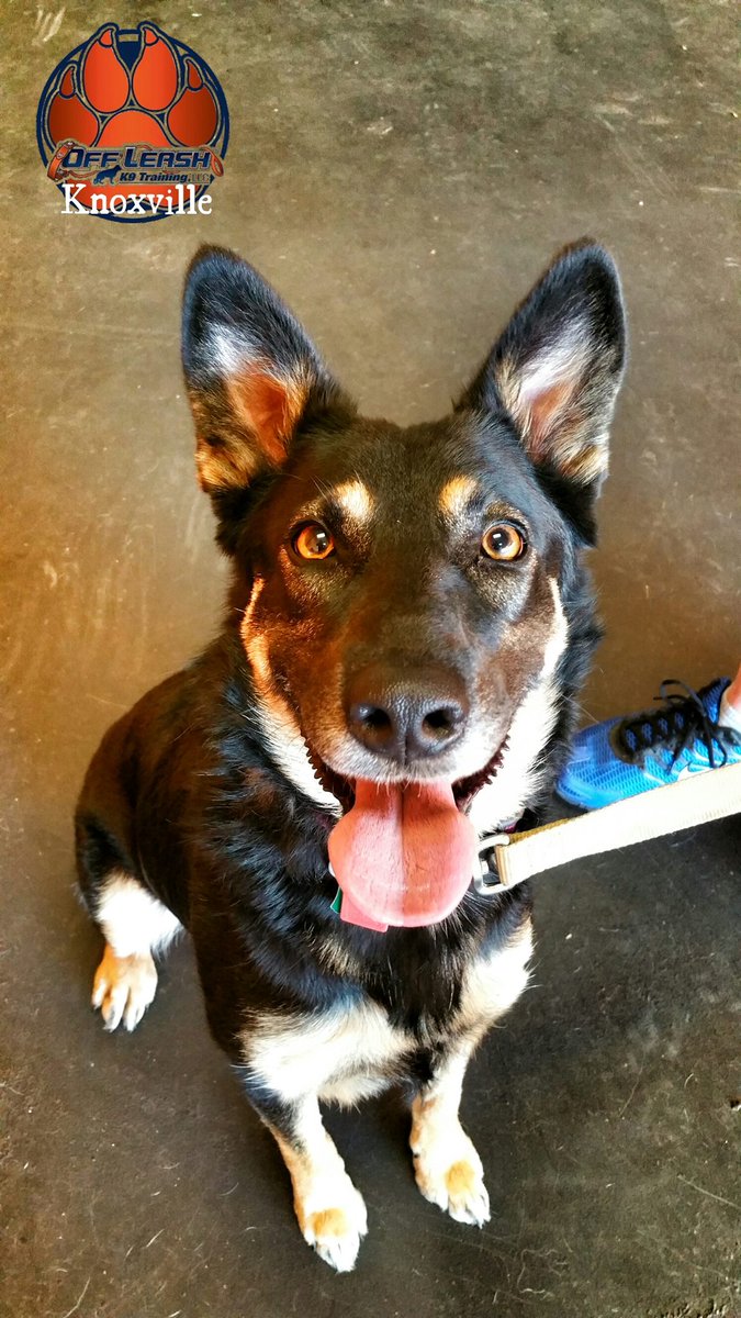 Nika is a little shy
Rec training at @OffLeashK9 #Knoxville 
 @SGSRescue #GA #NC #TN #NA #MD
bit.ly/sgsr-nika