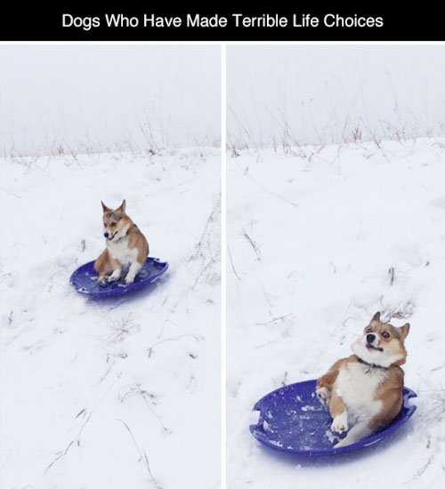 michaelgazin's tweet photo. #DogRegrets #photos might be my new favorite thing... https://t.co/ZTsPB1gndi