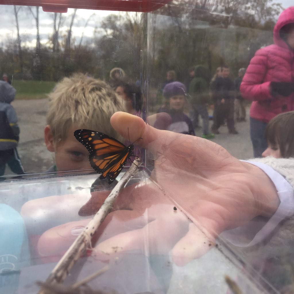 kingvtchamp1's tweet photo. Eagerly awaiting the flight of our hatched Monarch.  @ChamplainElem @MrsHaslamGrade1 https://t.co/YNtwgTNDx8
