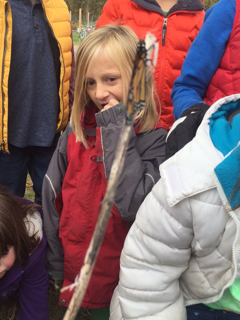 kingvtchamp1's tweet photo. Eagerly awaiting the flight of our hatched Monarch.  @ChamplainElem @MrsHaslamGrade1 https://t.co/YNtwgTNDx8