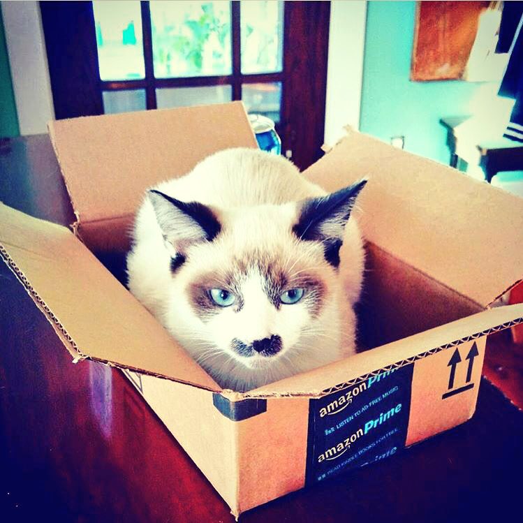 PetFed's tweet photo. Breaking news: Amazon now delivers cats! Happy #CatWeek https://t.co/bj6HRUoJlq