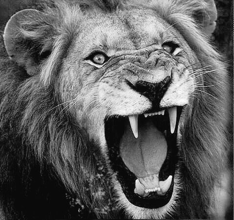 YaleLions's tweet photo. @maclockyer We know how to do it in the Den. #JungleFever #lionpride #missingmack https://t.co/k8WqOLY1J9