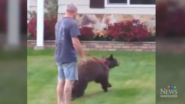 CTVVancouver's tweet photo. Tops this week: Man leashes blind bear cub that wandered into neighbourhood https://t.co/DiCfj5Eohd https://t.co/RGBsQWrWab