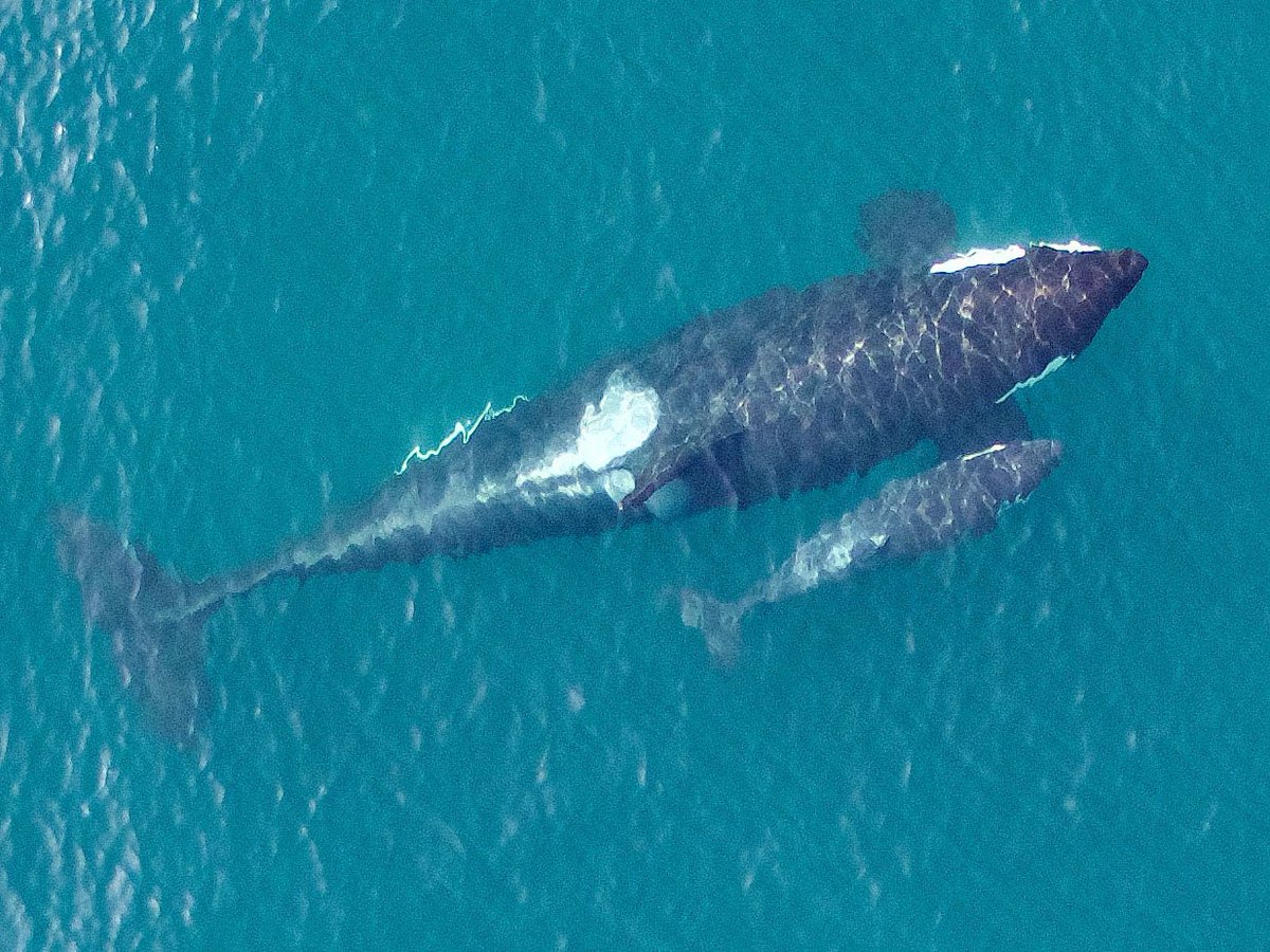 NOAAFisheries's tweet photo. RT @Rich_NOAAFish: Smallest baby #orca ever photographed, just days after being born https://t.co/FKHnRCg4Zy #UAV https://t.co/04vvd1ne1H