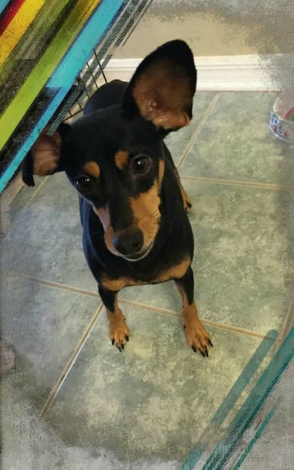 Canine Comfort Zone Twitter