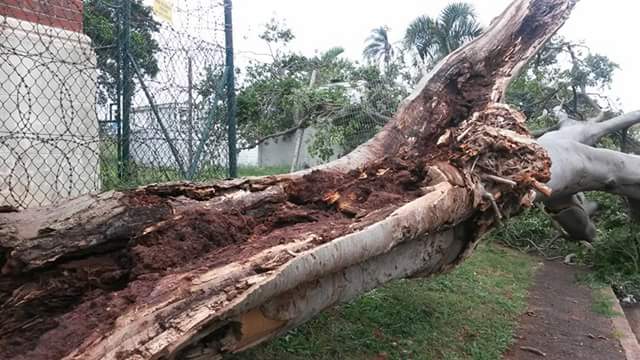 Miss__Anne's tweet photo. Meanwhile in Glenwood #TreesMustFall https://t.co/jfJsHO0EFm