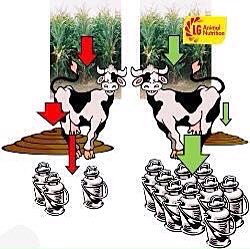 NickersonBen's tweet photo. Great Way To Demonstrate The Concept Of Nickerson "LGAN" Forage Maize Varieties! #milkfromforage #maize15 #AD #dairy https://t.co/AGpKbeJlDj