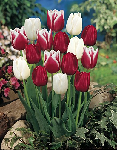 Candy Cane Mix Tulip 20 Bulbs - Red & White - 12/+ cm Bulbs order.sale/frZ