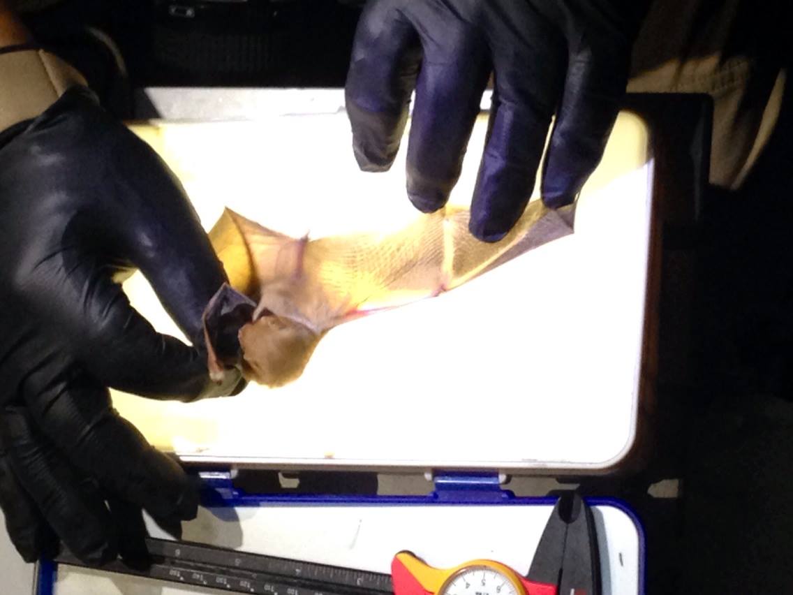 SagamoreHillNHS's tweet photo. BULLY! #DYK Sagamore Hill is home to different species of bats? #npsbats #BatWeek https://t.co/Bx22W8NXhD https://t.co/GRg1PrEPjk