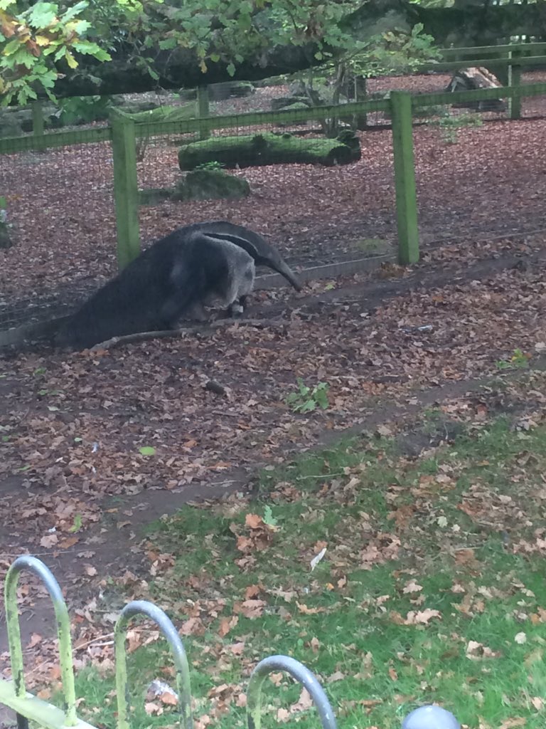 catchy_tweet's tweet photo. @J_C_Dubz Saw you today at Cotswold Wildlife Park. Thought you were in Brum bro?! https://t.co/YHXhfqwhKo