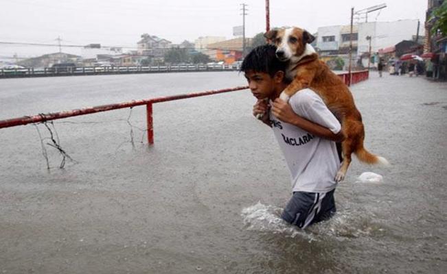 El_Universal_Mx's tweet photo. #Entérate Qué hacer con tus mascotas durante el #HuracanPatricia toma tus precauciones https://t.co/4e1CLxjvCM https://t.co/pFpxmDUIgJ