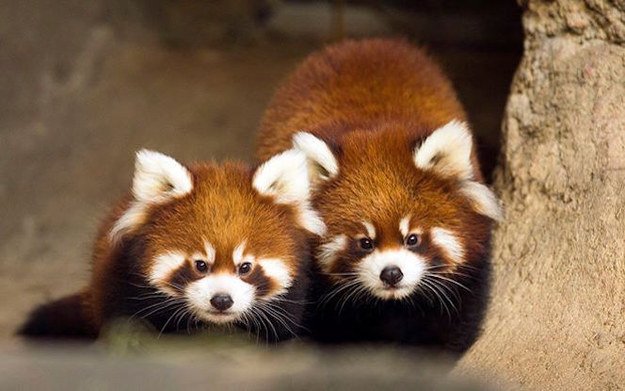 Adorable red panda cub siblings make public debut at Chicago Zoo bzfd.it/1MYmE5r