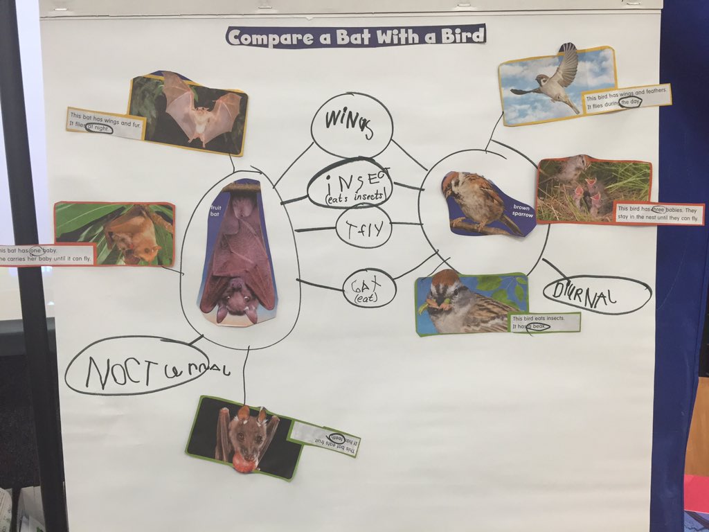 AshleyC2407's tweet photo. Comparing a Nocturnal animal (bat) and a bird for letter N week. #lobofactor https://t.co/Y8abksaYzw
