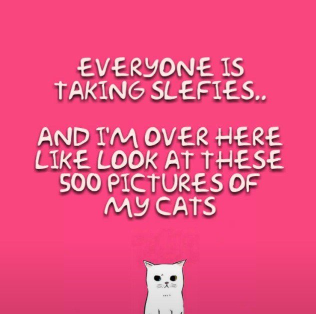 cats_cp's tweet photo. #TooTrue #CatsOfTwitter #catsprotection https://t.co/ukMWRQpPTa