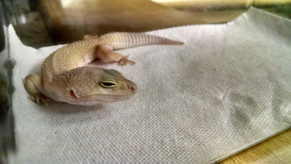 GeckoSanctuary's tweet photo. Vote for us daily to help us win $500 that goes towards assisting animals like Strax! https://t.co/6p07O08s8K https://t.co/GX1thFzkrp