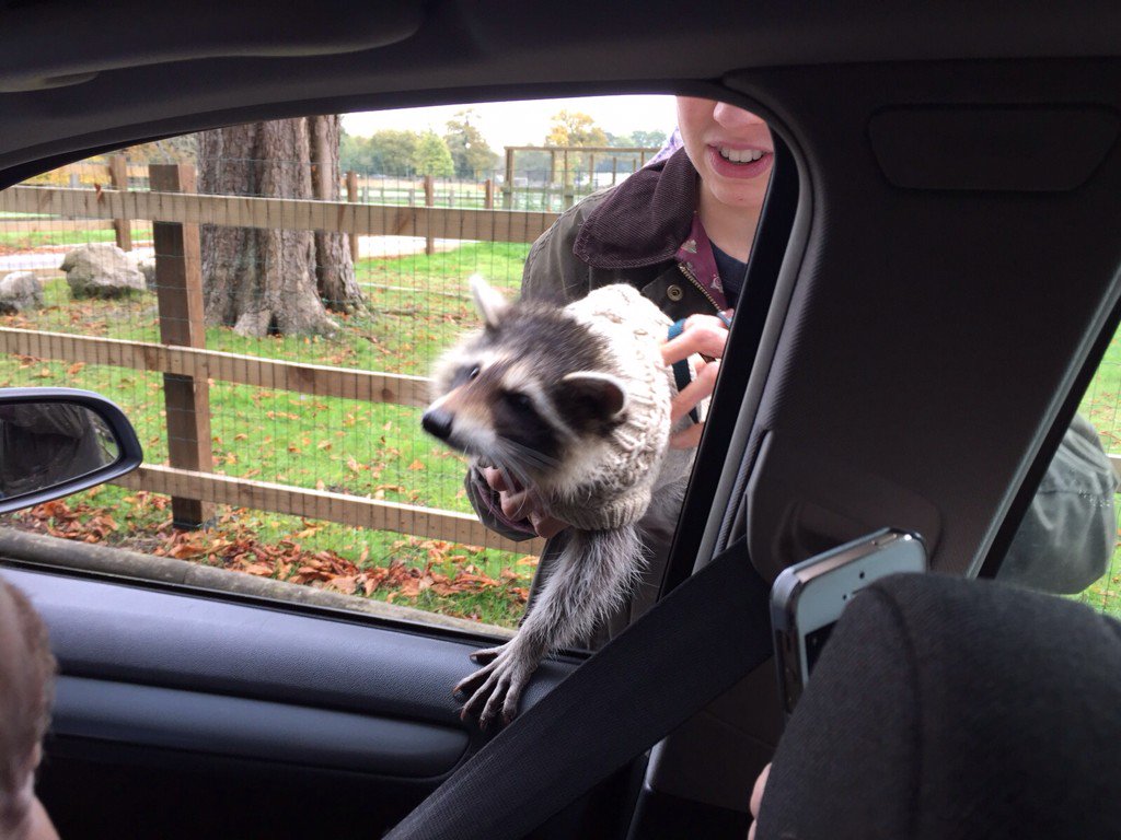 Laura_Brim's tweet photo. Spotted this guy 'Sebastian' the morning after my wedding today, he tried to come home with us!#BBCLondonNews https://t.co/yyjeojayk5