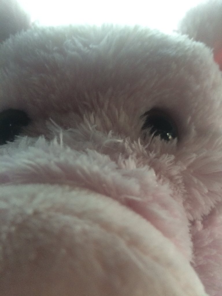 verysadpig's tweet photo. Hello from the other side... https://t.co/jx3jsSsBZk