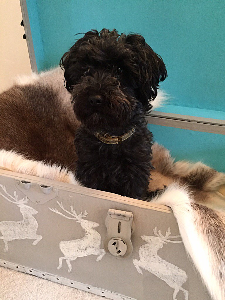 restorationloft's tweet photo. Great chest updated using Autentico chalk paint . Love it #Autentico #vintage #cutedog #chalkpaint https://t.co/iUblCi59Eg