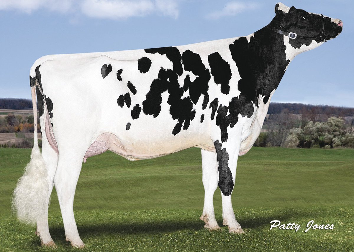 GenervationsInc's tweet photo. Check out these full sisters to #MAINEVENT! All are Mogul daughters of Stantons Super Elda-ET (GP-83). https://t.co/d8w9by4zCT