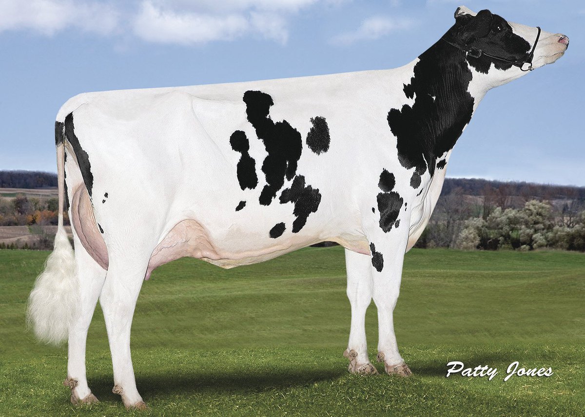 GenervationsInc's tweet photo. Check out these full sisters to #MAINEVENT! All are Mogul daughters of Stantons Super Elda-ET (GP-83). https://t.co/d8w9by4zCT
