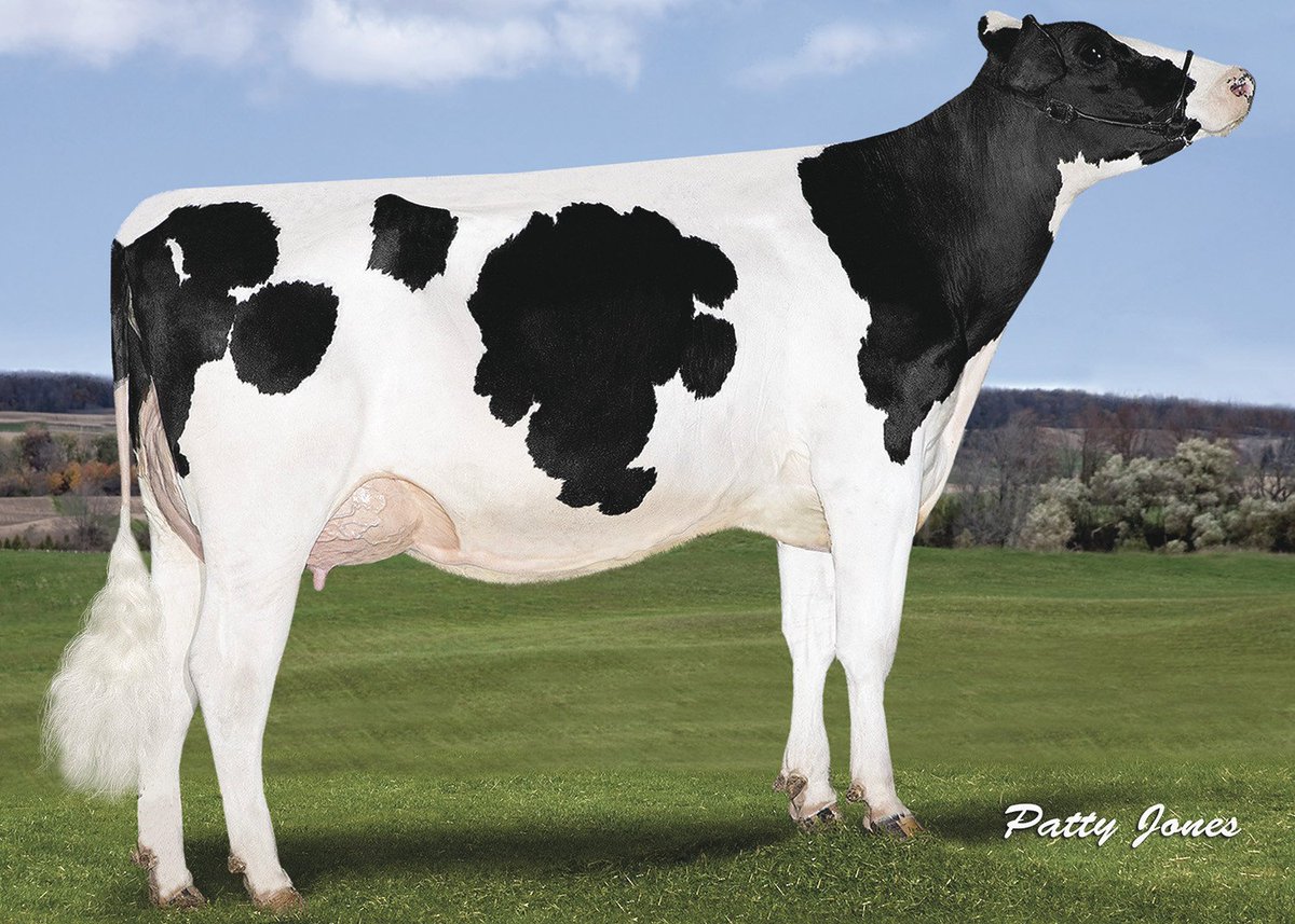 GenervationsInc's tweet photo. Check out these full sisters to #MAINEVENT! All are Mogul daughters of Stantons Super Elda-ET (GP-83). https://t.co/d8w9by4zCT