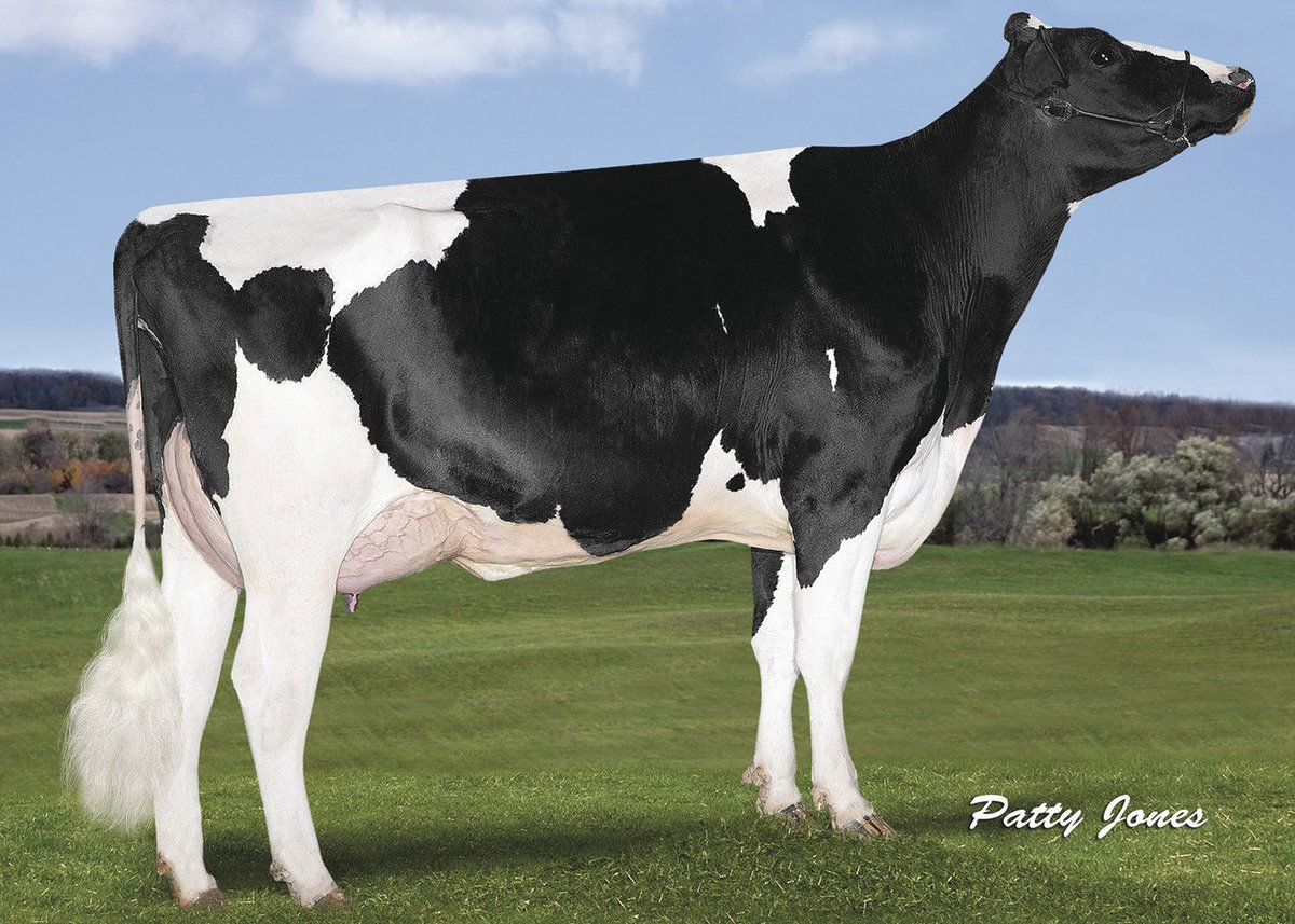GenervationsInc's tweet photo. Check out these full sisters to #MAINEVENT! All are Mogul daughters of Stantons Super Elda-ET (GP-83). https://t.co/d8w9by4zCT