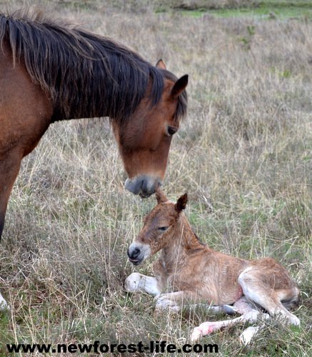 NewForestLife1's tweet photo. @EquineInfoEx Hi great to have your FF to my #NewForest life and my #ponyblog https://t.co/WczpkqjBoI I saw him born https://t.co/EhlOKMaW42