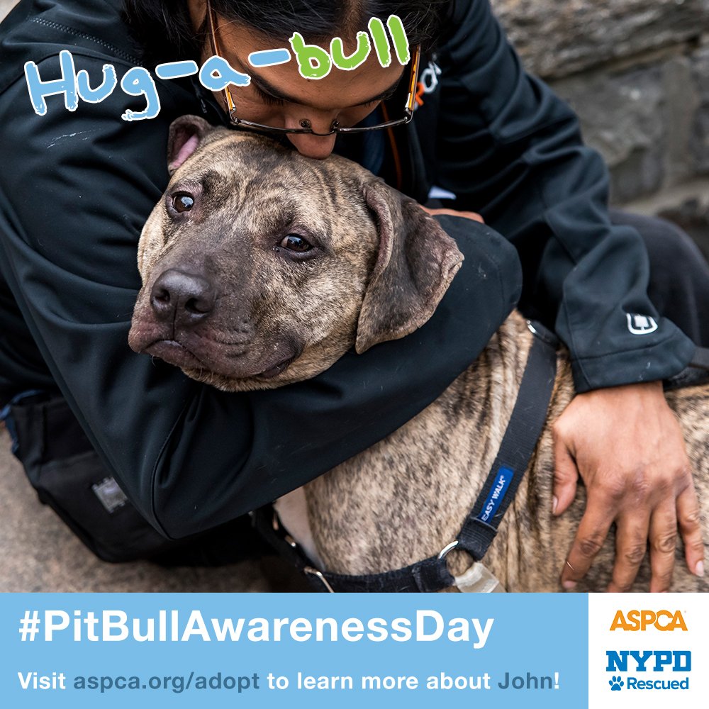 These dogs rescued by @NYPDNews are looking for homes! Please retweet. on.fb.me/1Gw507Q