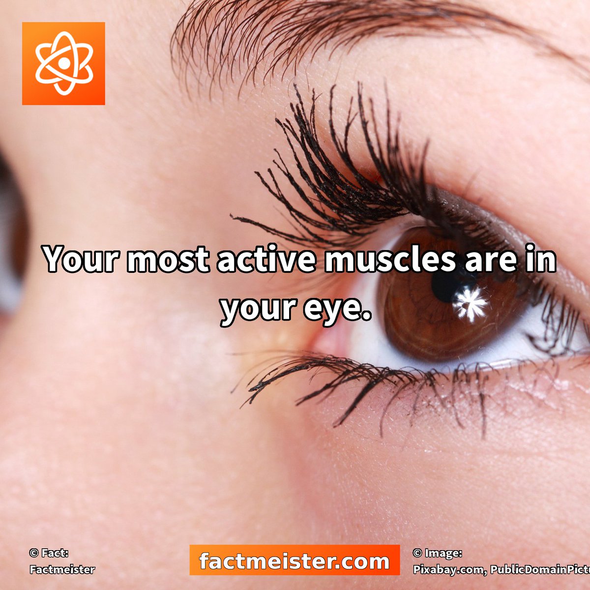 FactmeisterFact's tweet photo. Your most active #muscles are in your #eye. https://t.co/ie1BQfrM3v