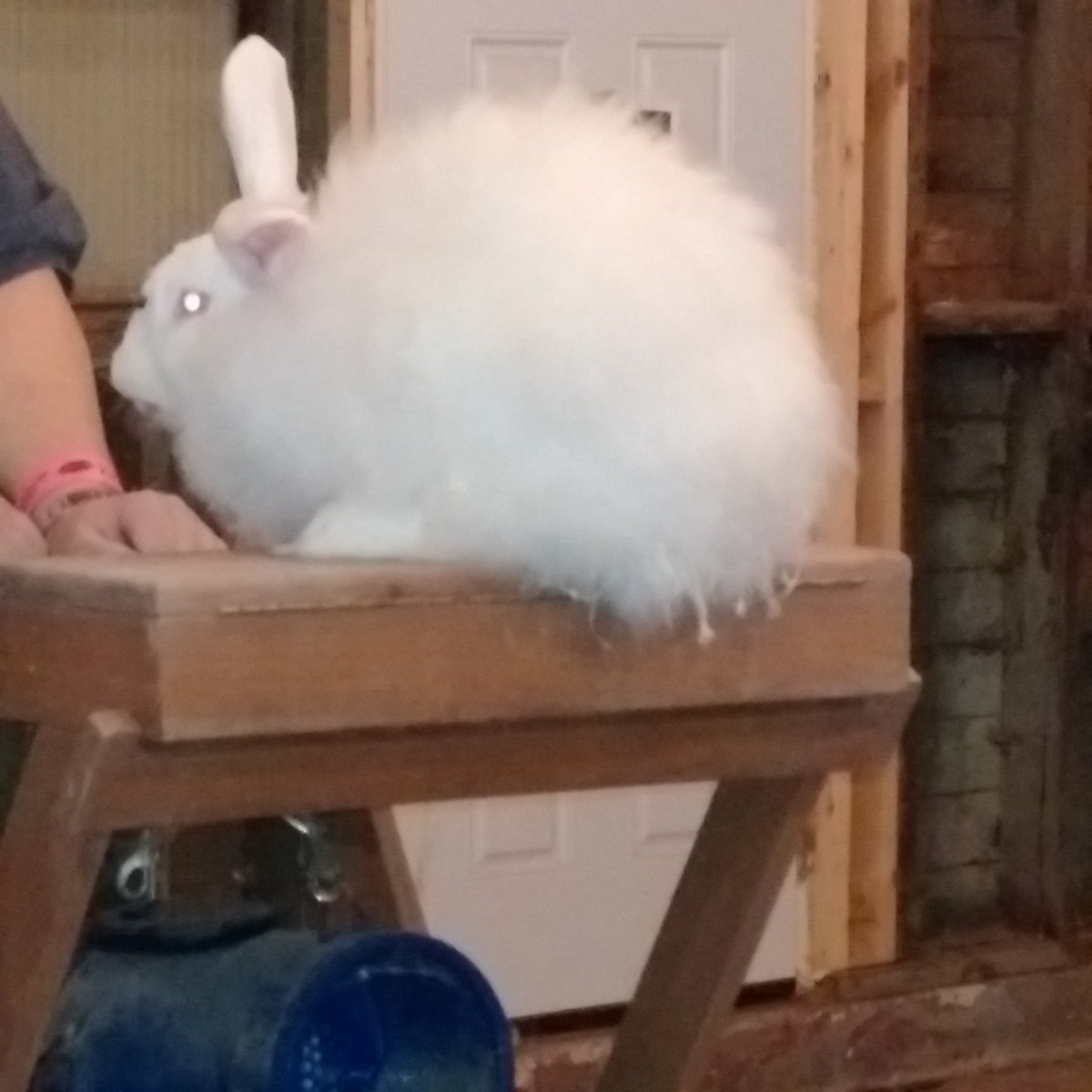 pmcnaug's tweet photo. Angora rabbit at Fibre Festival in Woodstock. Gorgeous. Looks like something from another world. https://t.co/kpZn2KoxDb