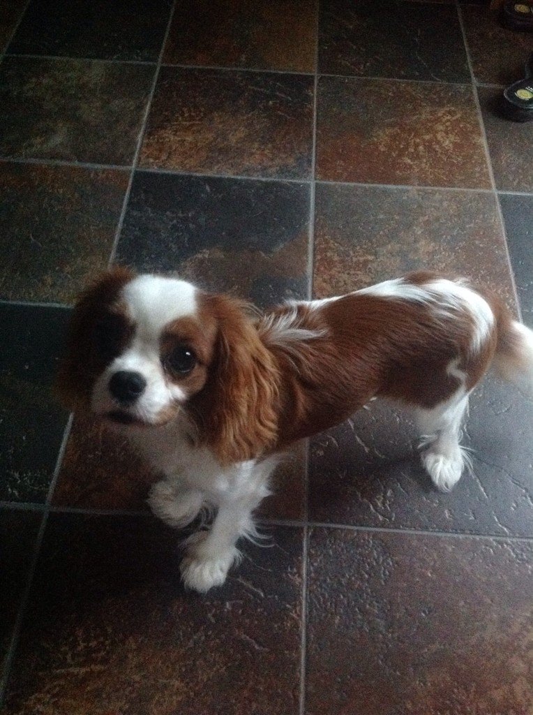 lori_pretty's tweet photo. @allanhawco  Back at ya from d'kitchen floor! #newpuppieswinningourhearts #marci https://t.co/9t1Wnmx4lP
