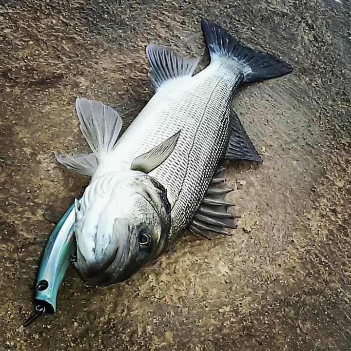 Seaspinlures's tweet photo. @Seaspinlures: Diego Dazzetti and his nice picture, #coixedda #seaspin rulez! https://t.co/VaxrefsVhZ https://t.co/EYvb8z3fhs