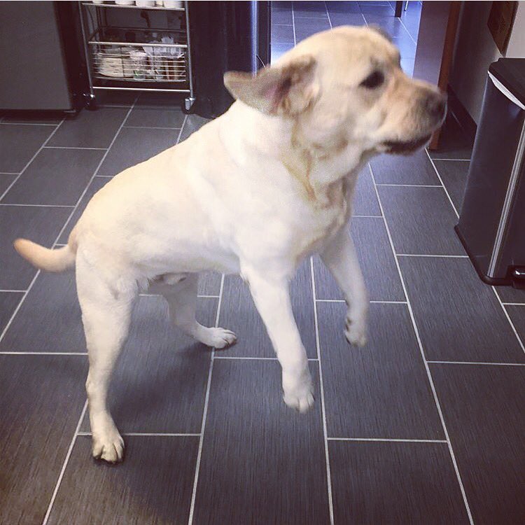 Timber is jumping for joy! Just under $1000 raised for <a href="/rescuewell/">RESCUE WELL</a>! Thanks <a href="/BmoreWaterTaxi/">Baltimore Water Taxi</a> for organizing!!