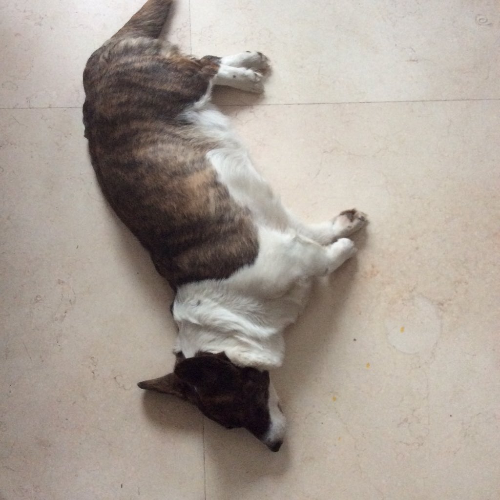 RustyCorgi's tweet image. It&apos;s Friday. I am having a rest.